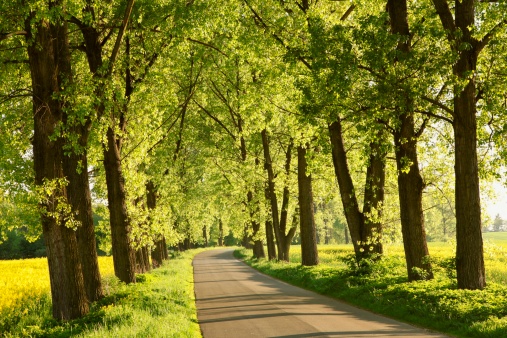 Country road among the fresh green of spring foliage of the trees illuminated by the evening sun.