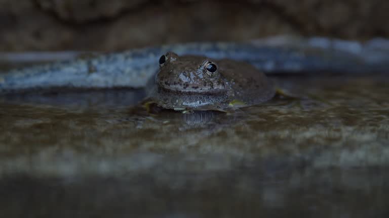 Canyon Tree Frog