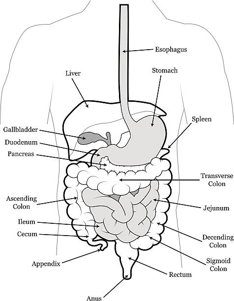 Human Abdomen vector art illustration
