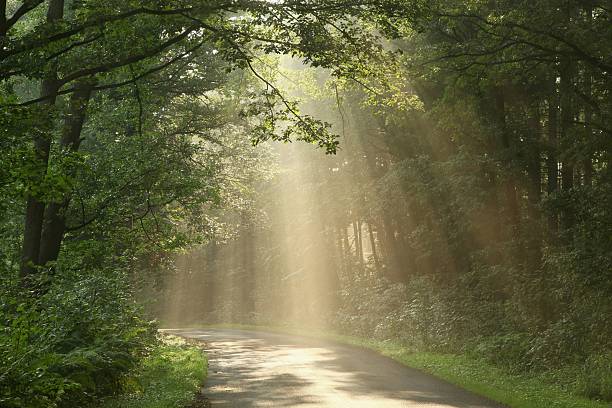 istock Country road at dawn 148986781