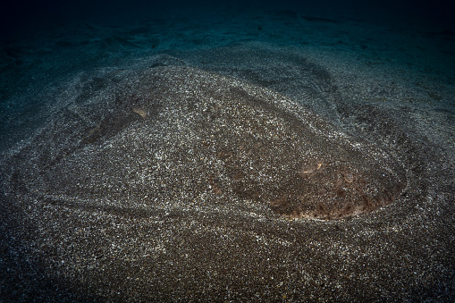 Angelshark camouflaging in the sand in shallow bat by the beach