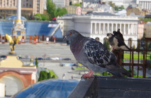 Dove on the balcony against the background of city streets.