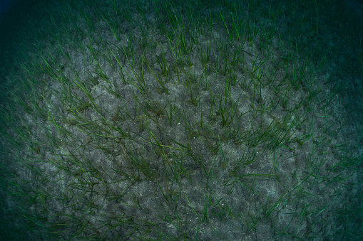 Springtime bed of seagrass growing in shallow bay