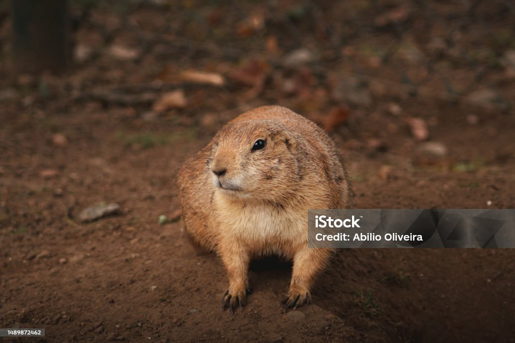 a small animal that is sitting in the dirt by itself A small, solitary animal sits in the dirt in a natural setting 2015 Stock Photo