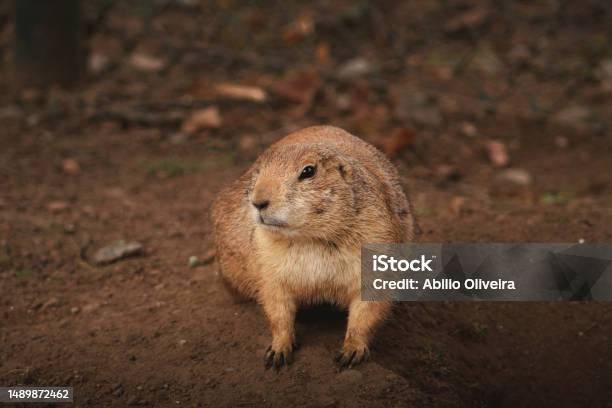 A Small Animal That Is Sitting In The Dirt By Itself Stock Photo - Download Image Now