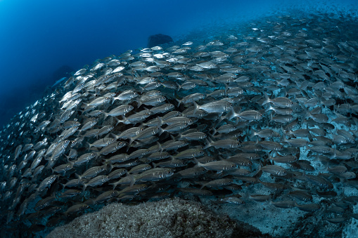 Fish schooling above coral reef in super clear water
