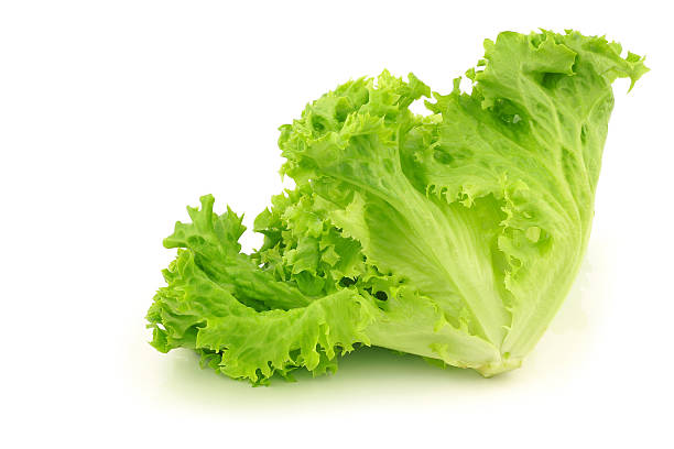 istock loose-leaf lettuce ‘lollo green’ 148987275