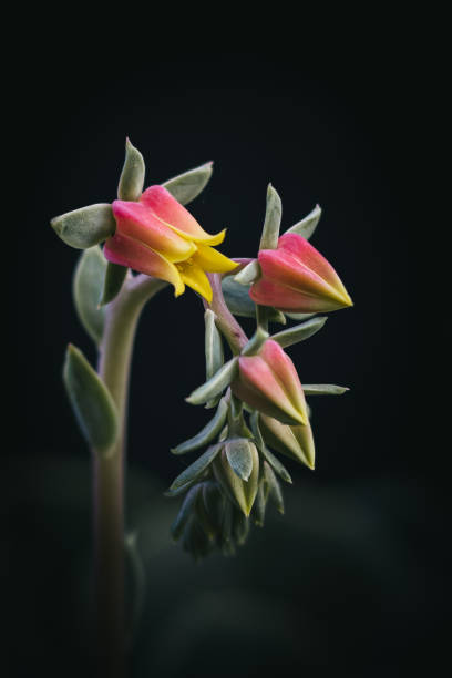 istock Vertical closeup of a pink flower 1489873023