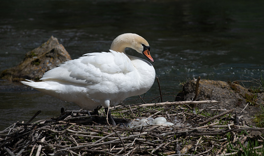 A white mute swan sits on the edge of its nest containing white swan eggs. A river can be seen behind the nest.