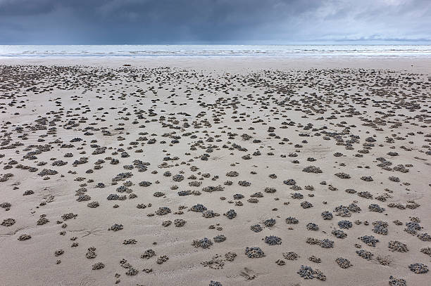 Australian Crab City stock photo