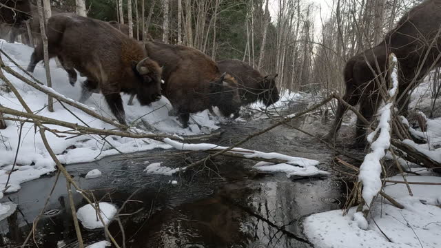 Bisons crossing the river in slow motion