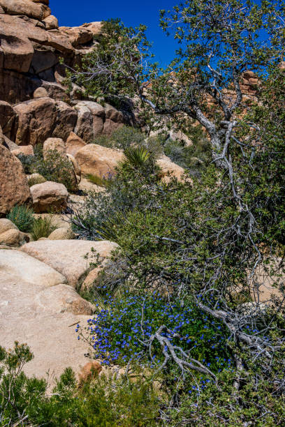 istock Joshua Tree National Park in Springtime 1489881432