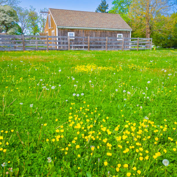 istock Buttercups in the Meadow 1489881489