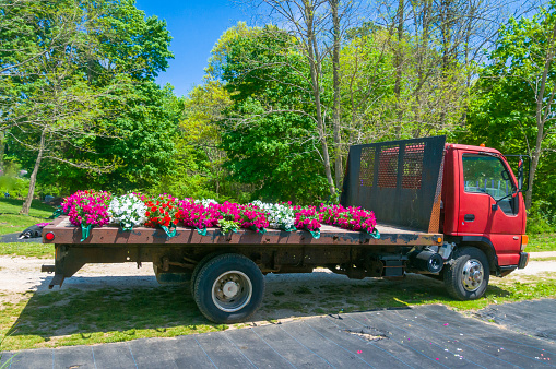 A red flat bed truck delivers bags of red, white, and pink impatien flowers to a greenhouse. on Cape Cod.