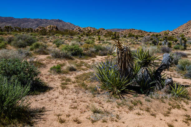 istock Joshua Tree National Park in Springtime 1489881965