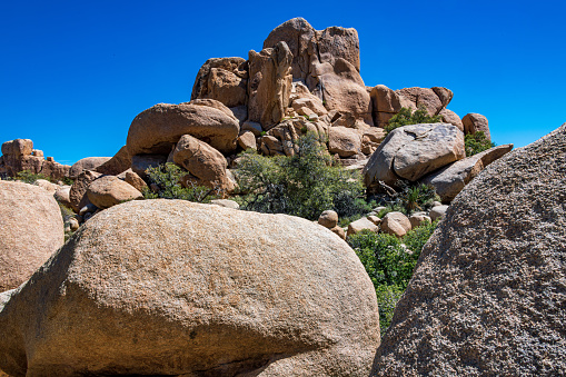 Joshua Tree National Park with blue skies, wildflowers and cactus blooms