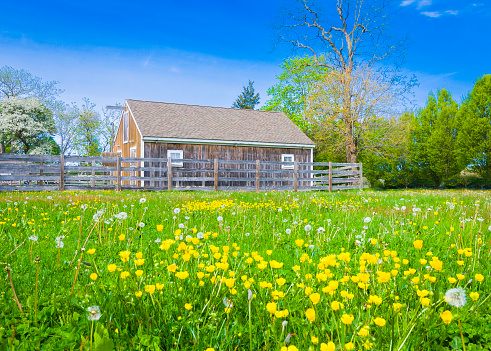 Yellow buttercups and dandelions gone to seed decorate a small meadow near a rustic barn on Cape Cod on an early May afternoon.