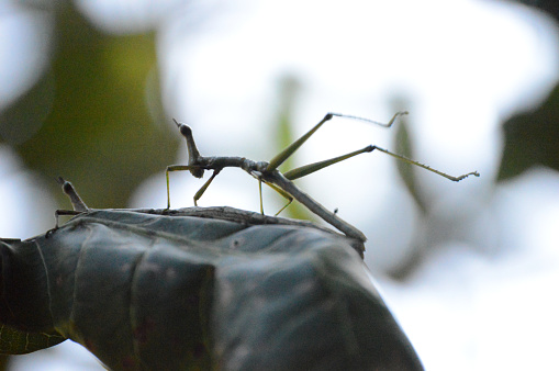 Phasmids enjoying each other.