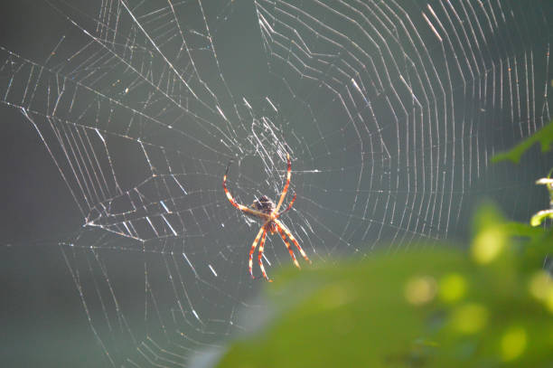 A spider in its web. stock photo