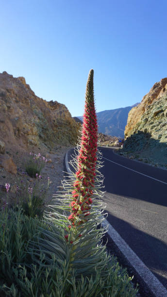 tajinaste, torre dei gioielli o pianta di fiori rossi echium wildpretii, dat ventoso al parco nazionale del teide - tenerife spain national park may foto e immagini stock