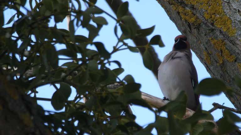 Group of Bohemian waxwing eat mistletoe berries