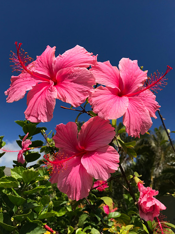 An cluster of intense pink Hibiscus flowers, blooming on a plant stem under a clear blue sky on Kauai, Hawaii. Varieties of this flower are popular garden and landscaping plants in Hawaii.