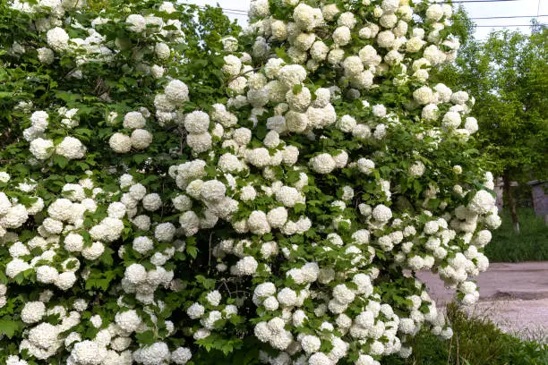 Guelder rose tree blooms. Inflorescences are white balls.