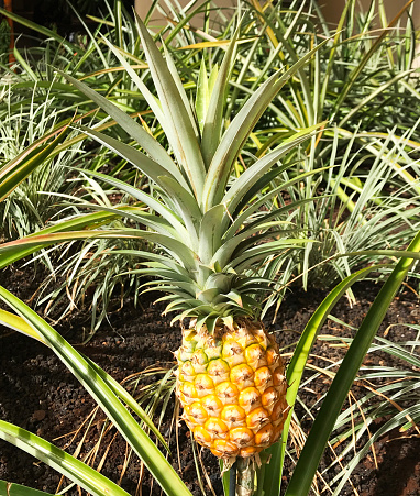 Pineapples growing in the field. Ready to be picked and eaten.