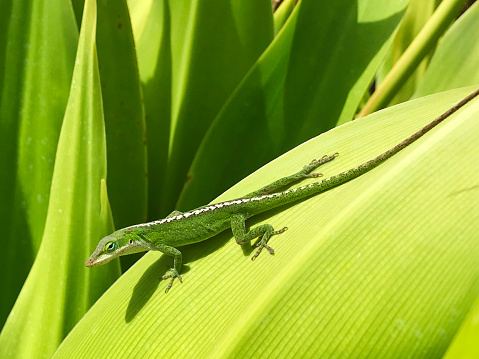 A bright green gecko lizard rests and suns itself on a banana leaf in the tropical climate of Kauai, Hawaii.