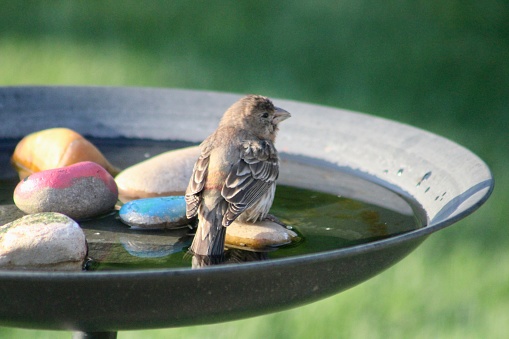 A male house finch that is perched on a rock in a bird bath filled with clean water.