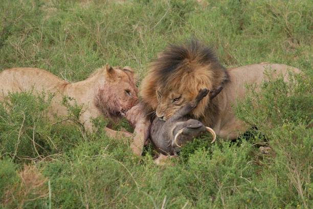 Lions feast on their warthog kill on the Mara plains stock photo