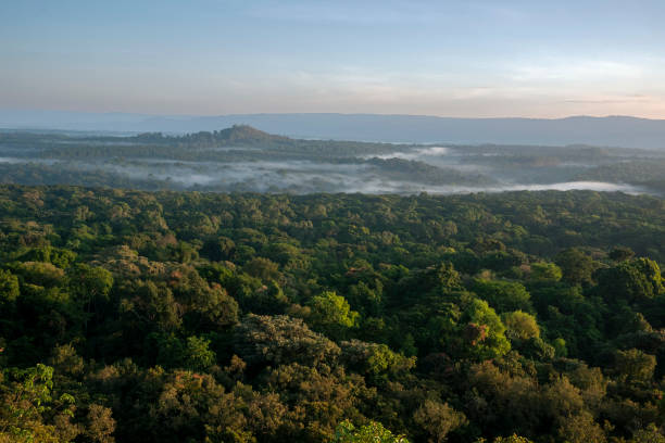 Sea of clouds at dawn in Kakamega Forest stock photo