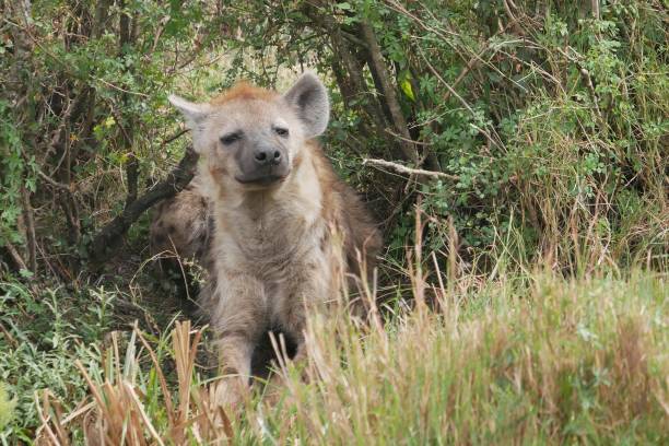istock Cute hyena grinning from the bushes 1489896477