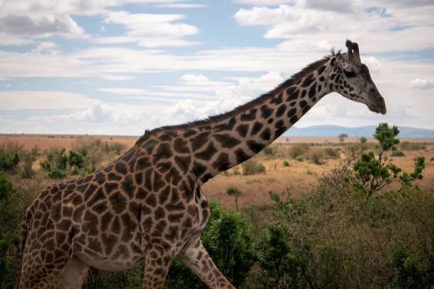istock A giraffe strides across the Mara plains 1489896662
