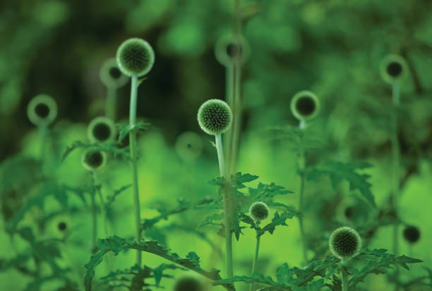 Globe Thistle Echinops Sphaerocephalus, young fresh green thorny thistles, large detailed horizontal plants closeup background, multiple spherical flower heads, bristly petals, gentle bokeh