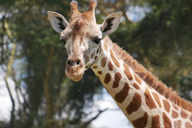 istock Close up portrait of a giraffe with flies buzzing around its face 1489897633