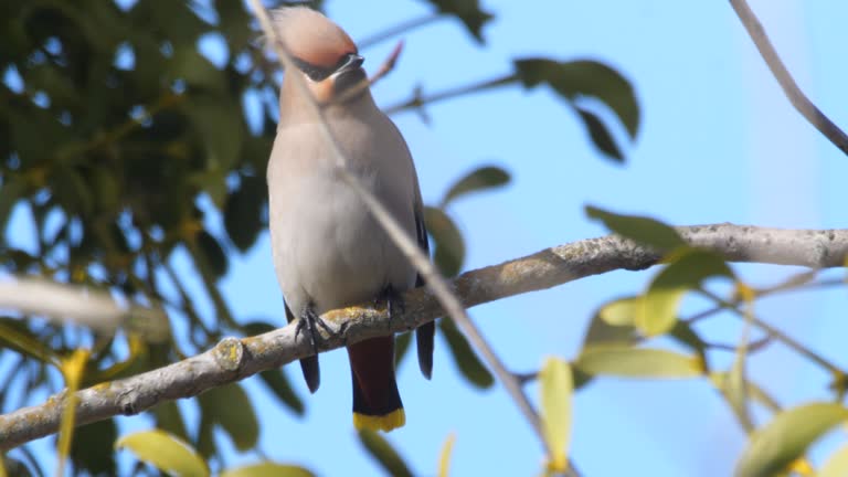 Group of Bohemian waxwing eat mistletoe berries