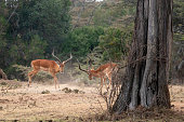 Rutting impala scrabble and lock horns in  the dusty plains of Africa
