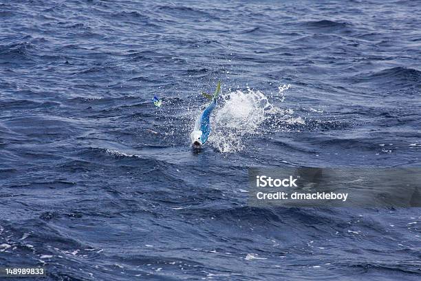 Foto de Luta De Atum e mais fotos de stock de Albacora-azul - Albacora-azul, Pescaria, Anzol de pesca