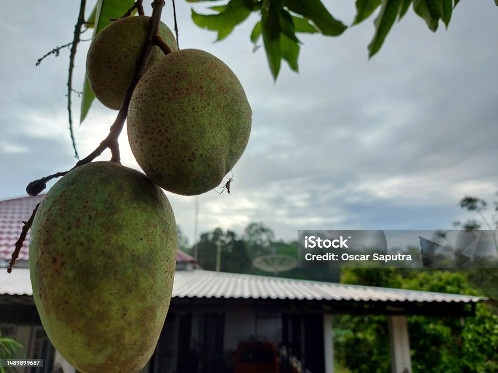 Mango fruit Close-up of mango fruit hanging on tree in home garden. Agriculture Stock Photo