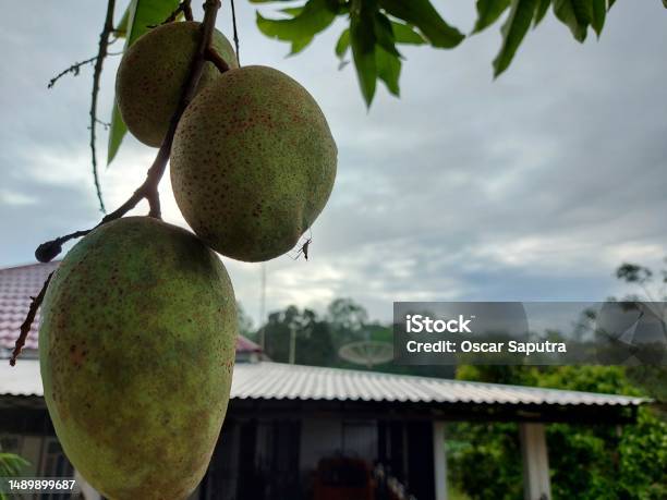 Mango Fruit Stock Photo - Download Image Now - Agriculture, Branch - Plant Part, Close-up