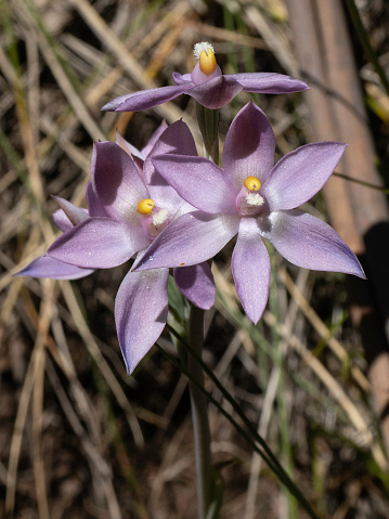 Australian ground orchid