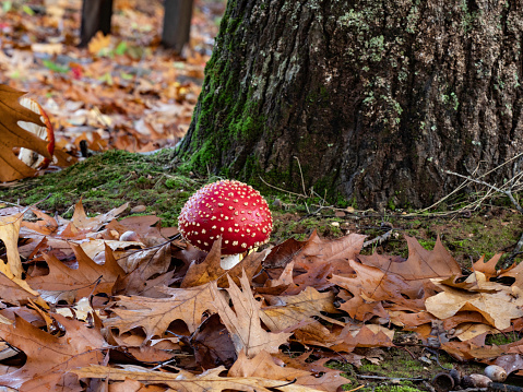 Low angle of cute Fly Agaric mushroom at base of tree surrounded by brown autumn leaves