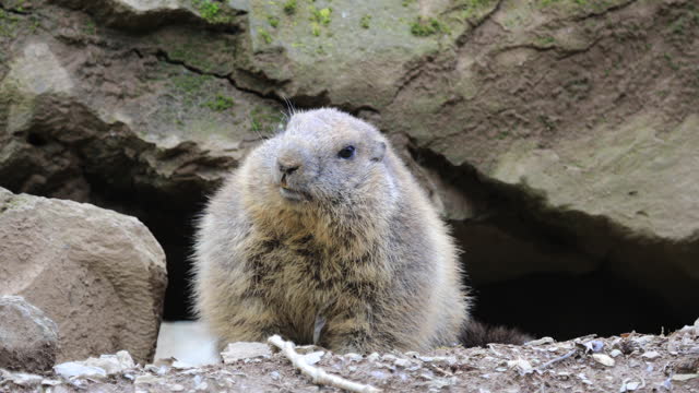 Pyrenees' marmot close-up shaking