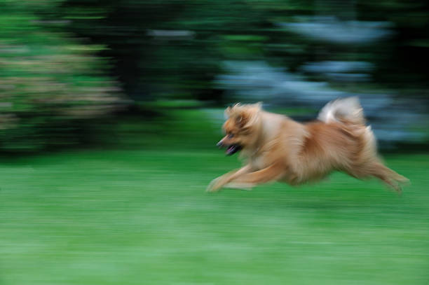 Pomeranian spitz puppy running on a green loan in blurred motion paws spread