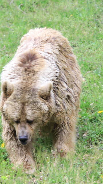 Brown Bear from Pyrenees