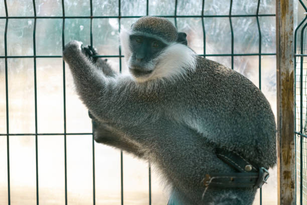 A monkey in a cage