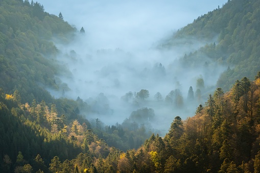 A majestic mountain shrouded in fog, with a lush covering of trees dotting its slopes
