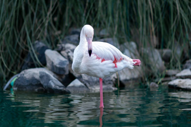 a pelican standing in the water resting - american white pelican imagens e fotografias de stock