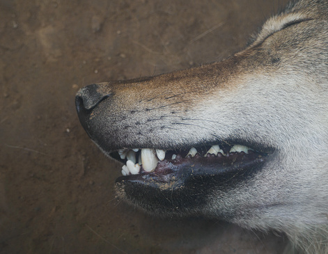 Wolf mouth close-up